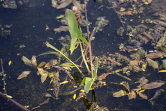 Sagittaria latifolia