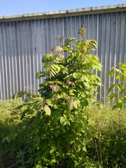 Fraxinus mandshurica