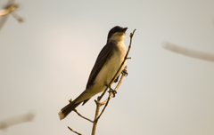 Tyrannus tyrannus