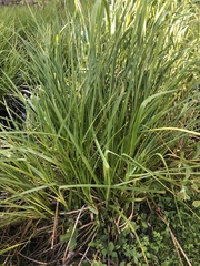 Carex pseudocyperus