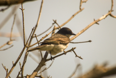 Tyrannus tyrannus