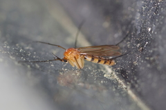 Ditomyiidae