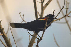 Agelaius phoeniceus