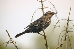 Agelaius phoeniceus