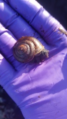 Helminthoglypta sequoicola consors