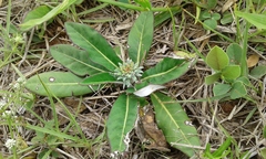 Trichocline macrocephala