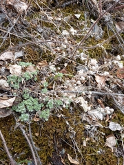 Artemisia lagopus