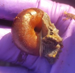 Helminthoglypta sequoicola consors