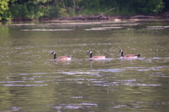 Branta canadensis