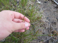 Rhynchospora recognita