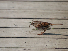 Melospiza melodia