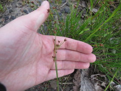 Rhynchospora recognita