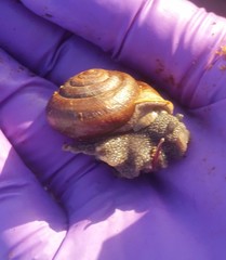 Helminthoglypta sequoicola consors