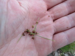 Rhynchospora recognita