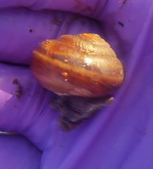 Helminthoglypta sequoicola consors