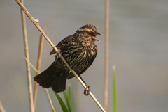 Agelaius phoeniceus
