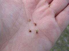 Rhynchospora recognita