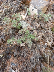 Dracocephalum palmatum