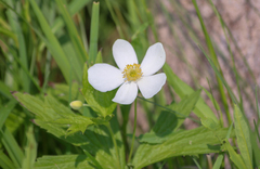 Anemonastrum canadense