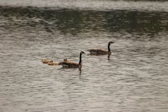 Branta canadensis