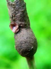 Insecta