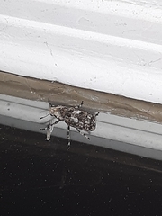 Euparius
