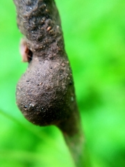 Insecta