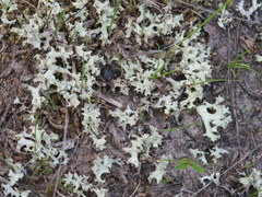 Cladonia caroliniana