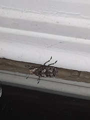 Euparius