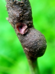 Insecta