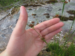 Rhynchospora recognita