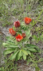 Trichocline macrocephala