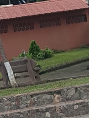 Sciurus variegatoides