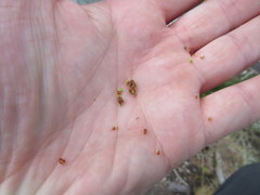 Rhynchospora recognita