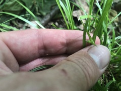Carex jamesii