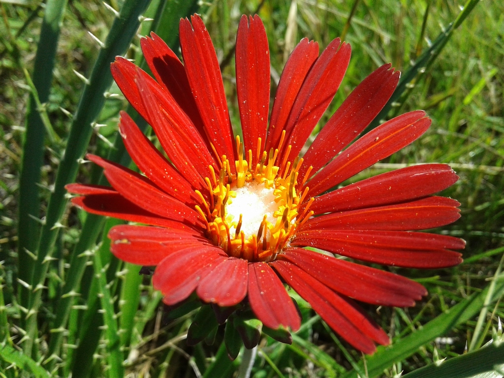 Trichocline macrocephala