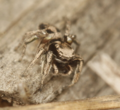 Habronattus cuspidatus
