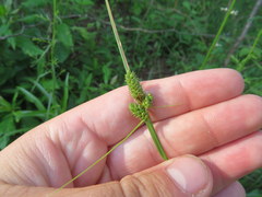 Carex complanata