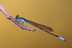 Acanthagrion quadratum