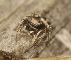 Habronattus cuspidatus