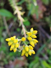 Petrosedum forsterianum