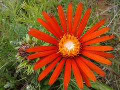 Trichocline macrocephala