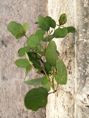 Porophyllum ruderale