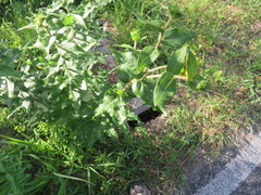 Silphium asperrimum