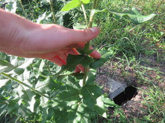 Silphium asperrimum