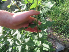 Silphium asperrimum