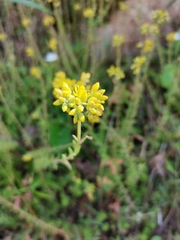 Petrosedum forsterianum
