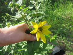 Silphium asperrimum