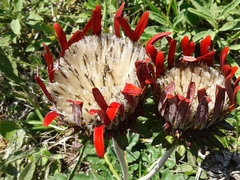 Trichocline macrocephala