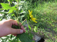 Silphium asperrimum